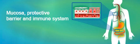 Mucosa, Protective Barrier and Immune System