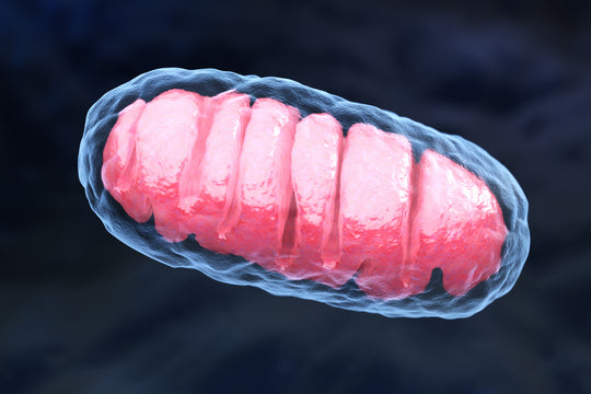 Mitochondria