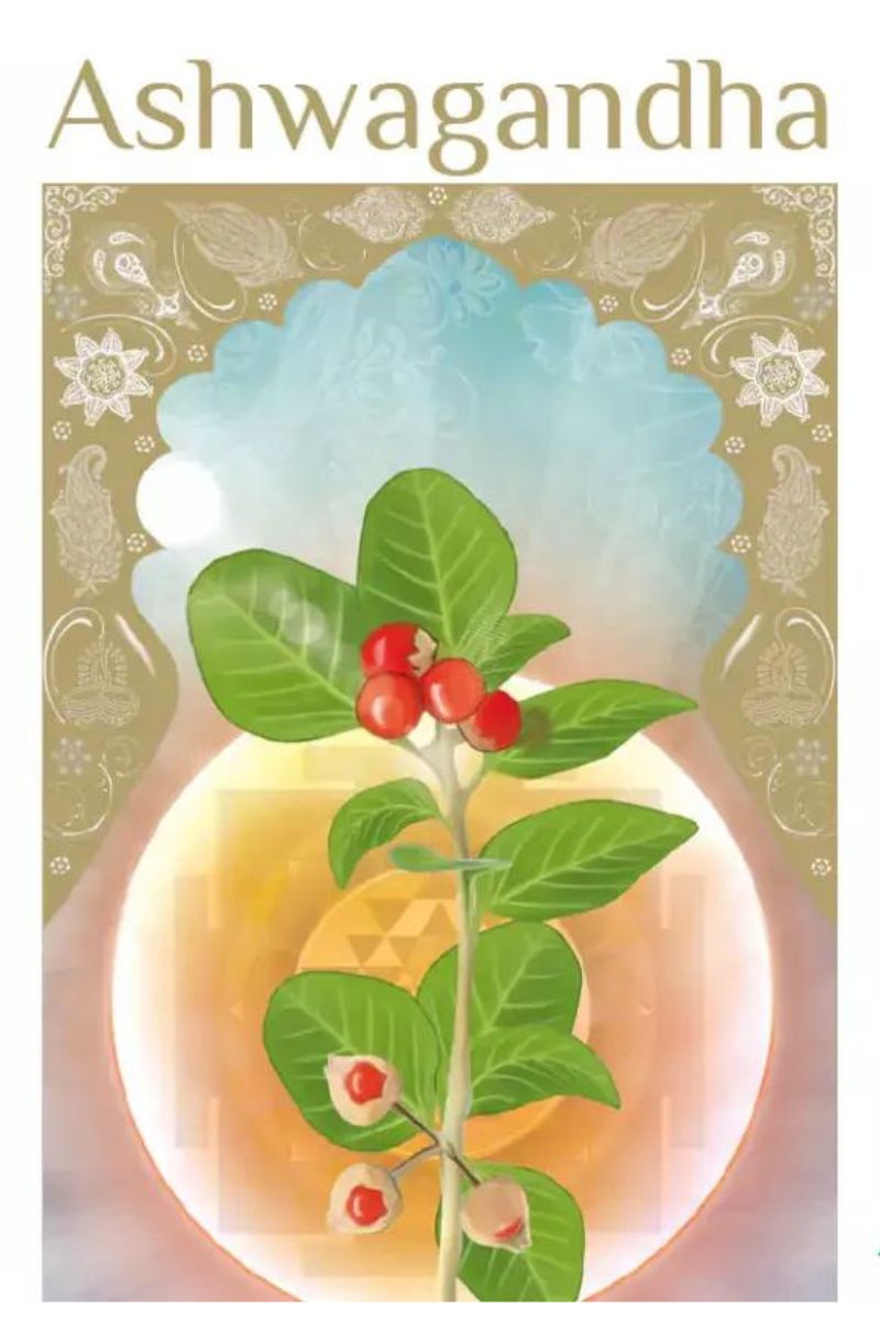 Ashwagandha
