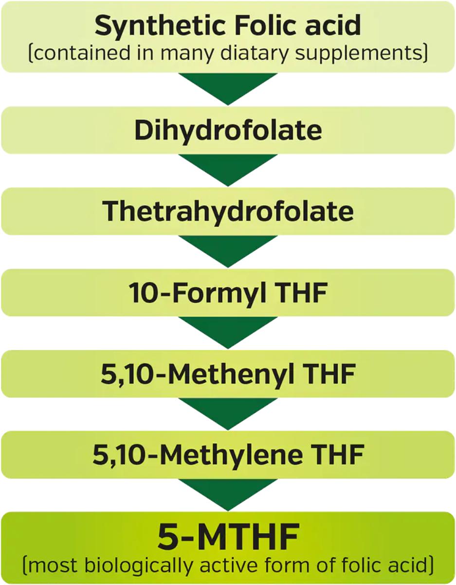 Folic Acid Bioactive Form (Vitamin B9)