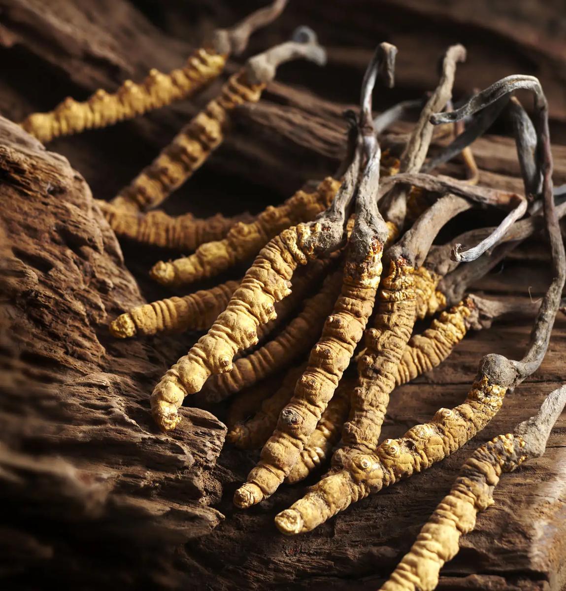 Cordyceps forte