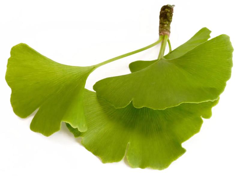 Ginkgo plus Vitamin E