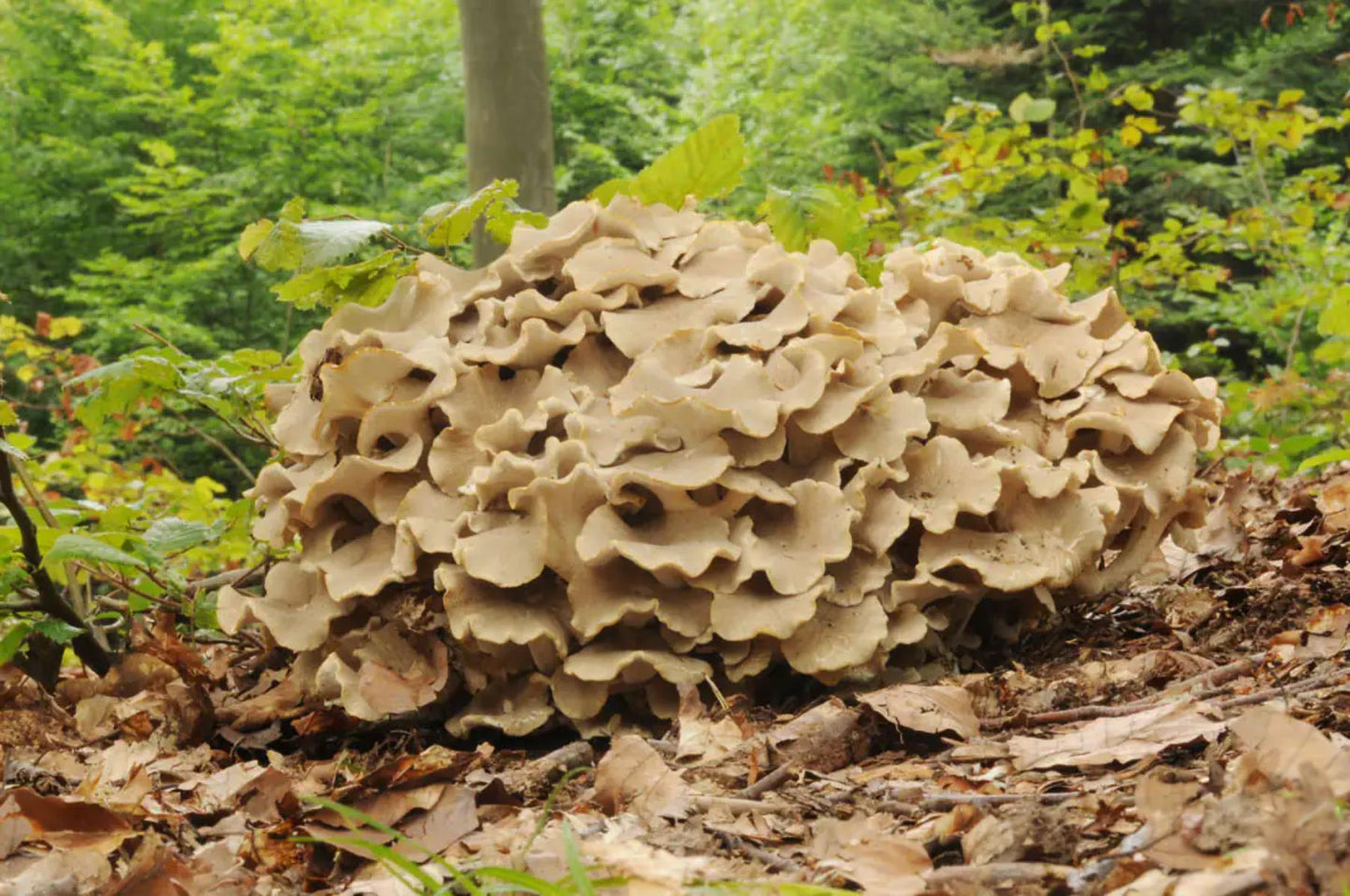 Polyporus