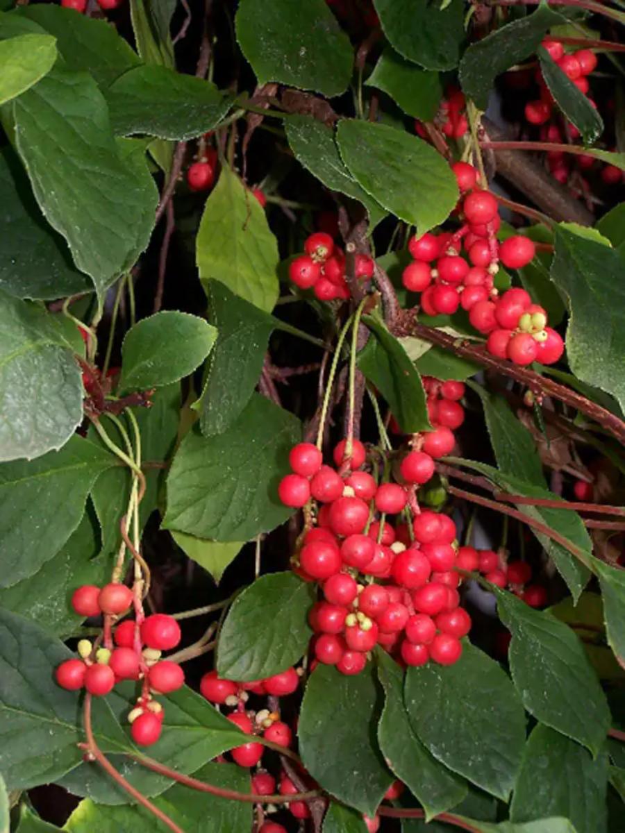 Schisandra
