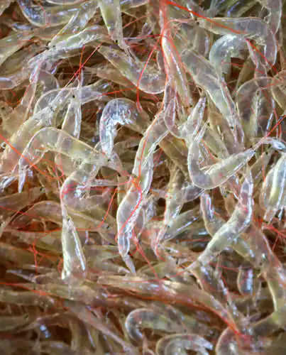 Krill threatened by krill oil harvesting?