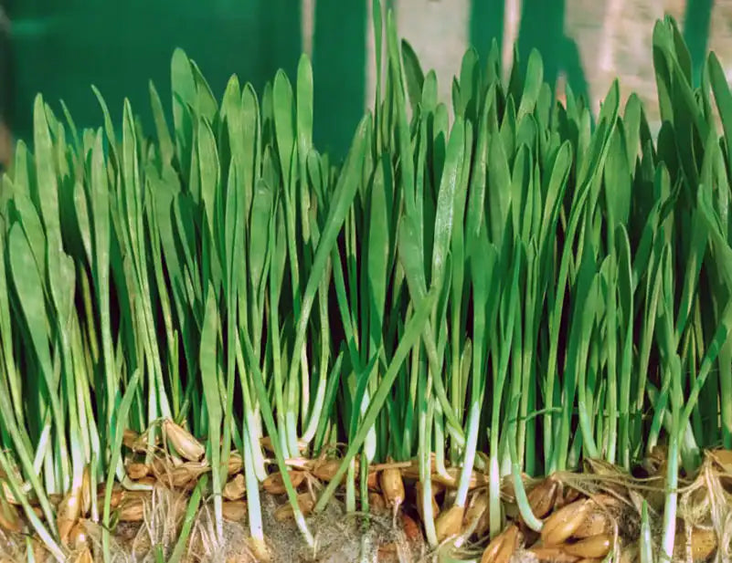 
                    
                      Organic Barley Grass Powder
                    
                  