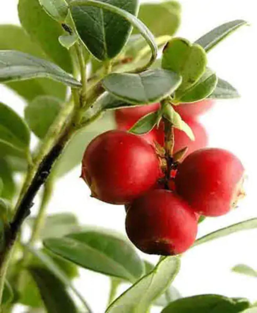
                    
                      CamuCamu
                    
                  