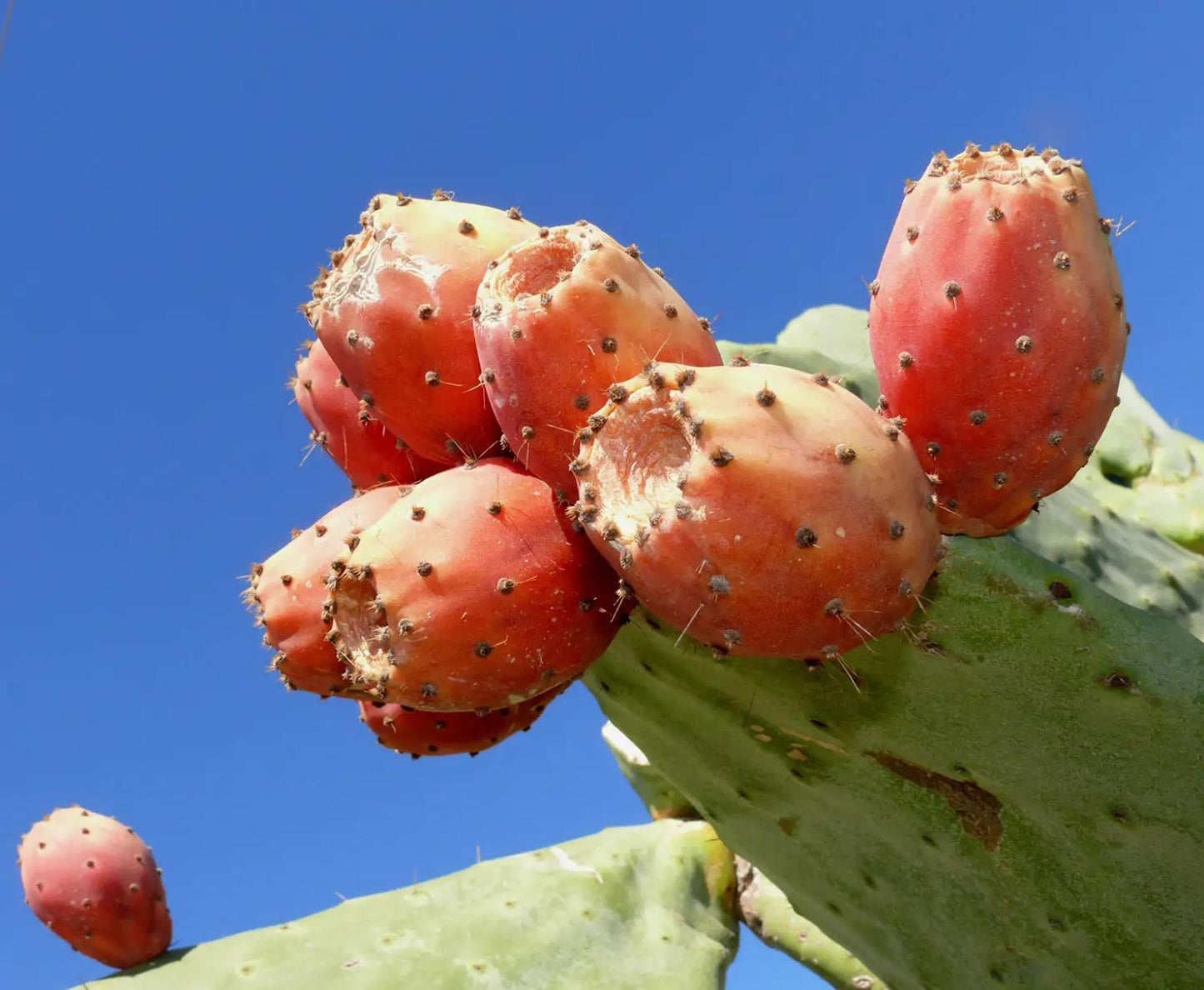 
                    
                      Opuntia
                    
                  