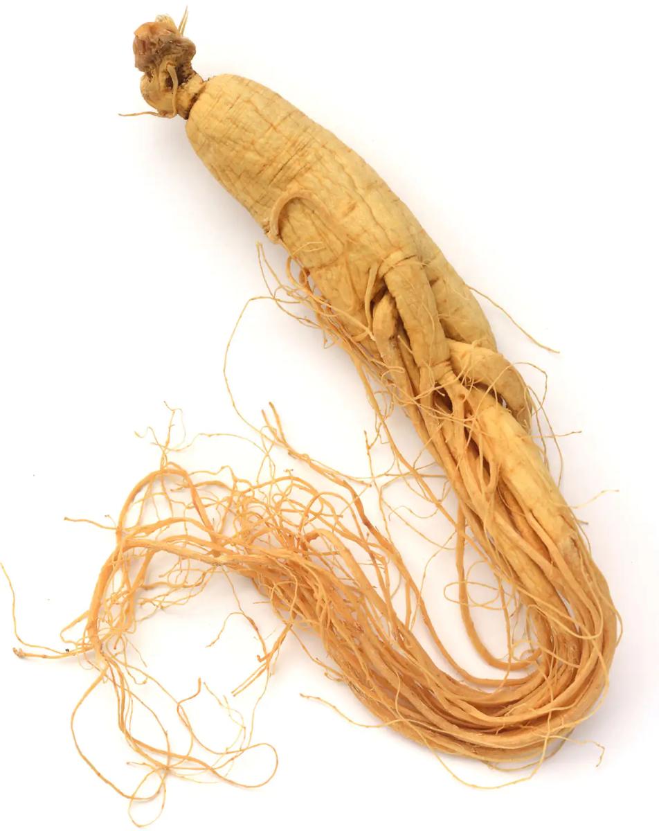 
                    
                      Ginseng
                    
                  