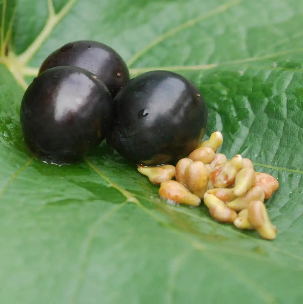 
                    
                      OPC PremiumPlus
                    
                  